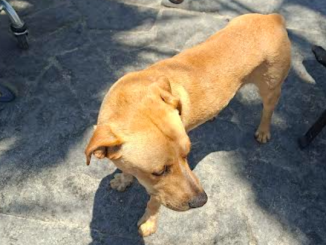 Personal municipal rescata a perrito con convulsiones en Balneario Municipal de Antofagasta y ahora busca hogar
