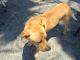 Personal municipal rescata a perrito con convulsiones en Balneario Municipal de Antofagasta y ahora busca hogar