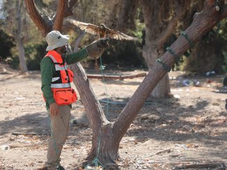 &ldquo;Teniente Dan&rdquo; y &ldquo;Enrique&rdquo; aterrizan en el Vivero Municipal de Antofagasta para control de plagas
