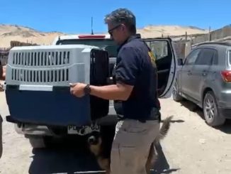 PDI en Antofagasta detiene a mujer por abandono y maltrato animal