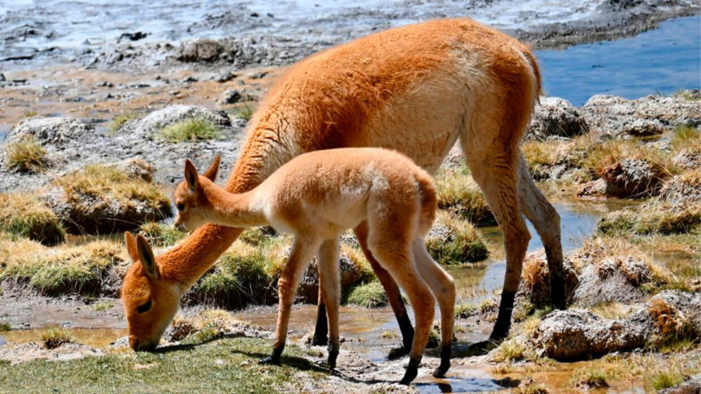 En San Pedro de Atacama: Aula Salar invita a postular al primer Diplomado en Cambio Climático, Biodiversidad y Tecnologías Sustentables del territorio