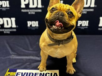 Calama: PDI recupera can sustra&iacute;do y detiene a seis imputados