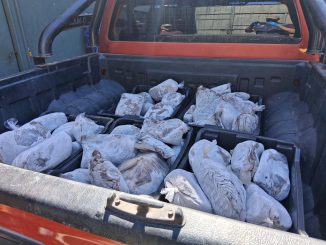 Incautan 964 kilos de pulpo del norte sin acreditaci&oacute;n de origen legal en Taltal