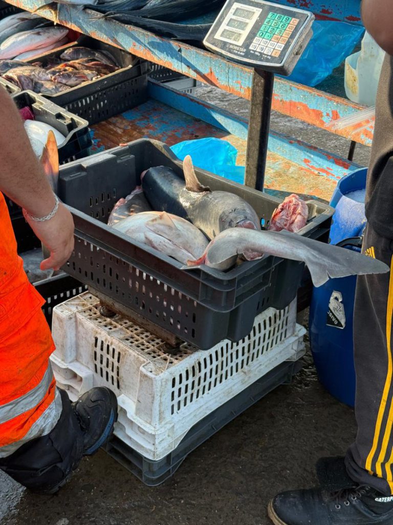 Investigadores de la UA alertan sobre crítico estado de tiburones costeros consumidos como “tollos” en el norte de Chile