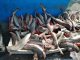Investigadores de la UA alertan sobre crítico estado de tiburones costeros consumidos como “tollos” en el norte de Chile