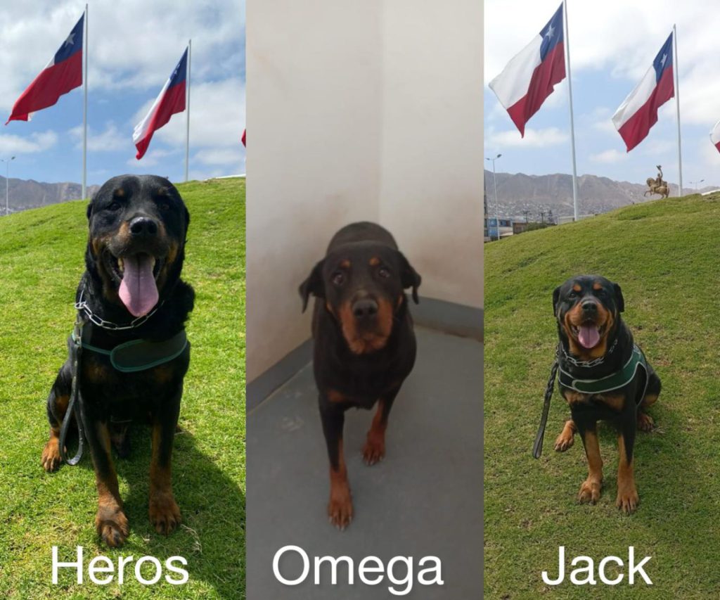 Buscan hogar urgente para tres perros “héroes” de Gendarmería: abren proceso de adopción en Antofagasta