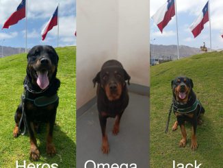 Buscan hogar urgente para tres perros “héroes” de Gendarmería: abren proceso de adopción en Antofagasta