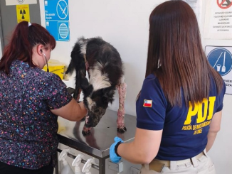 Indignación en Antofagasta: perro queda internado tras grave caso de maltrato animal