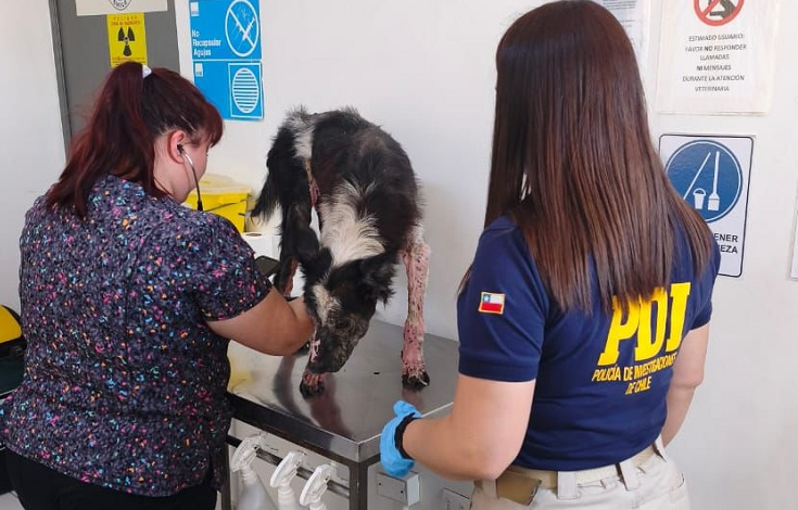 Indignación en Antofagasta: perro queda internado tras grave caso de maltrato animal