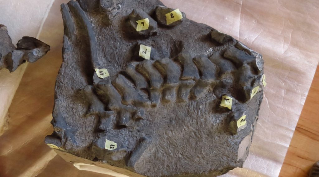 Hallazgo en Antofagasta reescribe la historia: descubren en Calama el primer plesiosaurio jurásico identificado en Chile