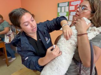 Antofagasta: Nuevos operativos para chipeo gratuito de mascotas llegan esta semana hasta sedes de Pedro Aguirre Cerda y Villa El Salar