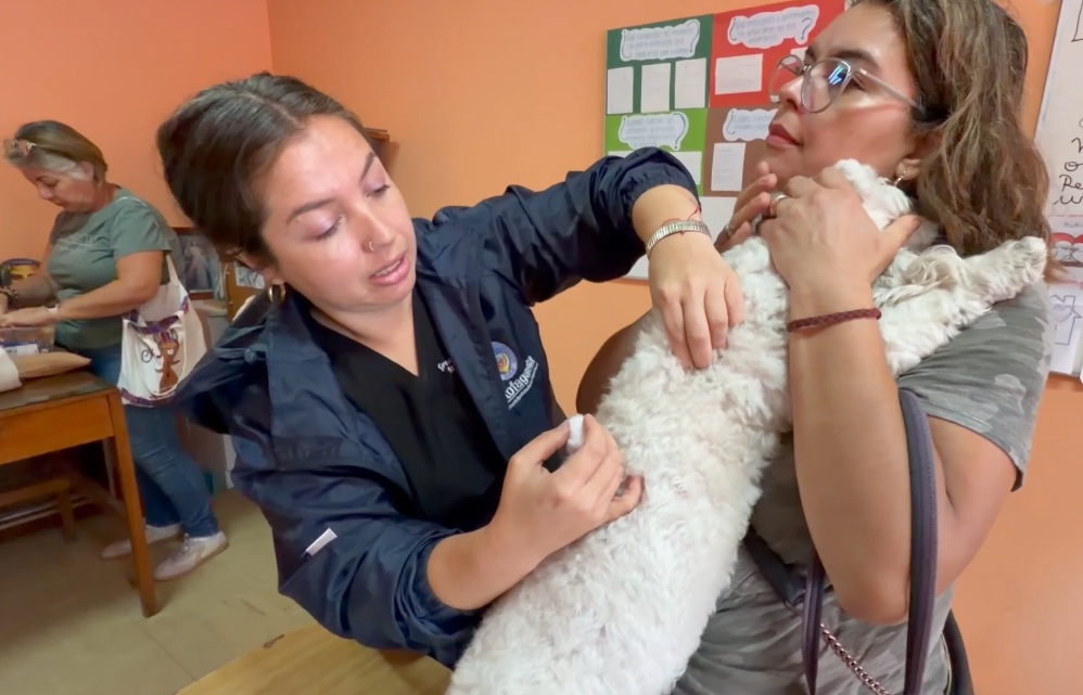 Antofagasta: Nuevos operativos para chipeo gratuito de mascotas llegan esta semana hasta sedes de Pedro Aguirre Cerda y Villa El Salar