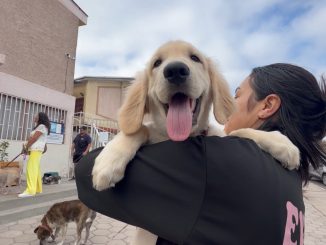 Invitan a organizaciones animalistas a postular al Fondo de Apoyo Municipal Antofagasta 2026