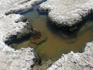 Microorganismos del desierto de Atacama podr&iacute;an ayudar a detectar vida en otros planetas