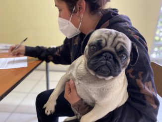 Realizan nuevos operativos para chipeo gratuito de mascotas en Antofagasta