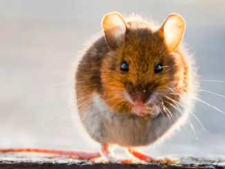Lo que debemos saber sobre la Cepa Andes de Hantavirus