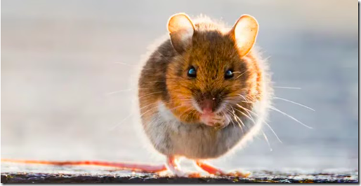 Hantavirus5