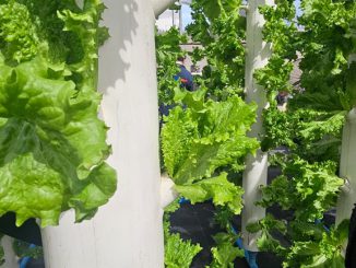 Desde bioinsumos hasta nuevas tecnolog&iacute;as h&iacute;dricas: las iniciativas que buscan transformar la agricultura del desierto