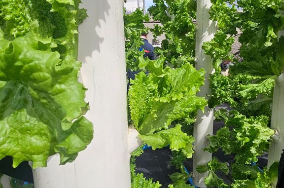 Desde bioinsumos hasta nuevas tecnolog&iacute;as h&iacute;dricas: las iniciativas que buscan transformar la agricultura del desierto