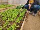Desde bioinsumos hasta nuevas tecnologías hídricas: las iniciativas que buscan transformar la agricultura del desierto