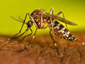 Hallazgo de mosquitos Aedes aegypti en Antofagasta: experto de la UA llama a reforzar la vigilancia sin generar alarma
