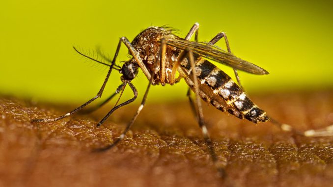 Hallazgo de mosquitos Aedes aegypti en Antofagasta: experto de la UA llama a reforzar la vigilancia sin generar alarma