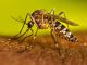 Hallazgo de mosquitos Aedes aegypti en Antofagasta: experto de la UA llama a reforzar la vigilancia sin generar alarma