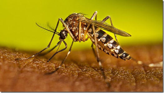 Mosquito1
