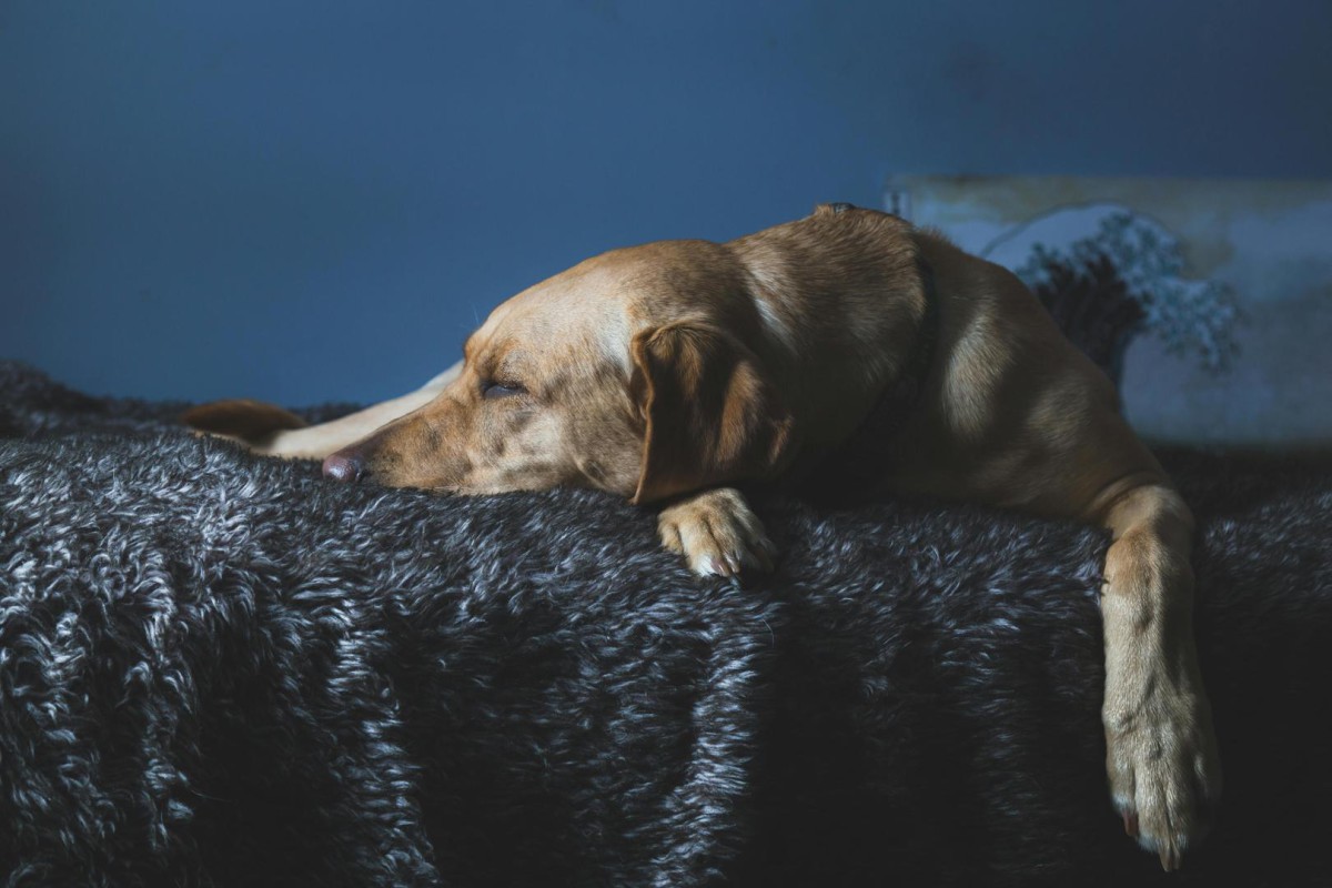 DÍA MUNDIAL DEL PERRO: CLAVES ESENCIALES PARA EL CUIDADO Y LA TENENCIA RESPONSABLE Perro abrigado descansando en un hogar acogedor durante el invierno.