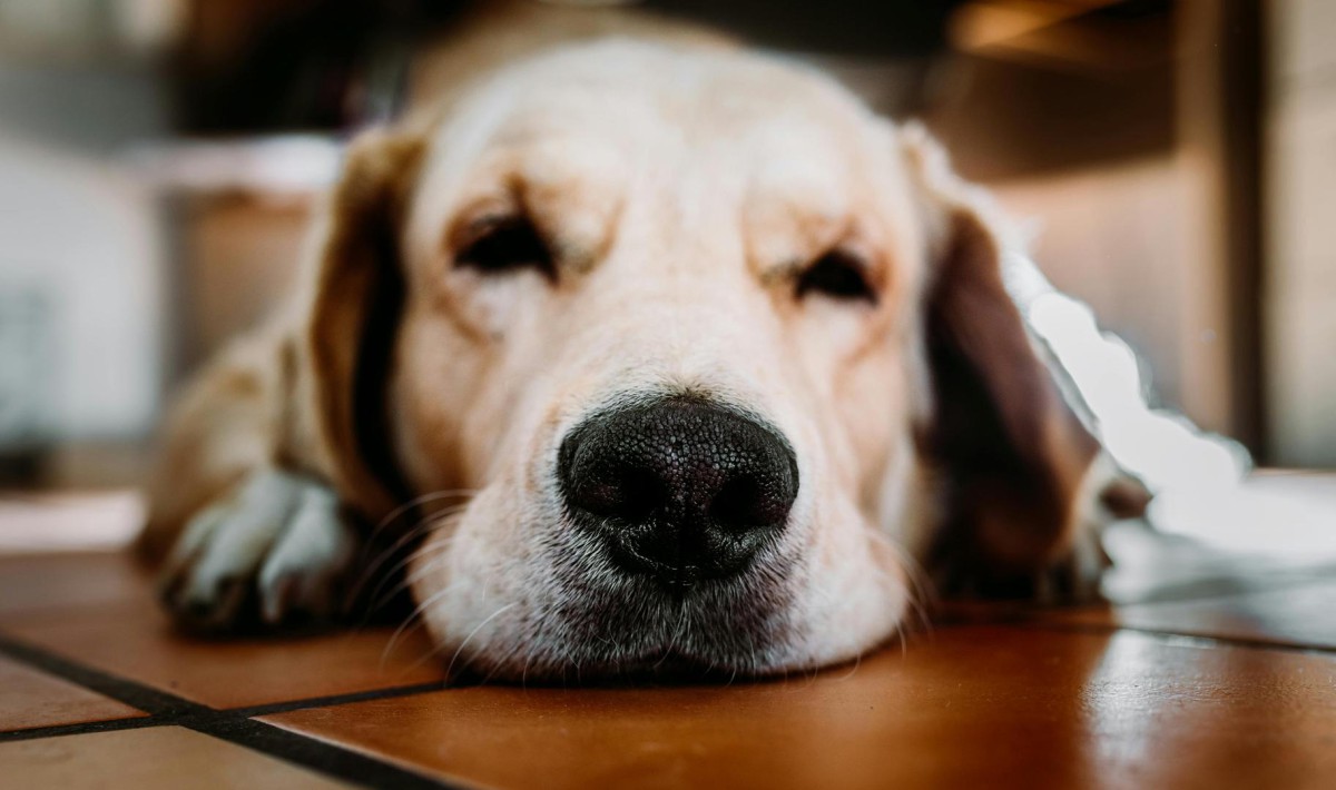 DÍA MUNDIAL DEL PERRO: CLAVES ESENCIALES PARA EL CUIDADO Y LA TENENCIA RESPONSABLE Perro abrigado descansando en un hogar acogedor durante el invierno.