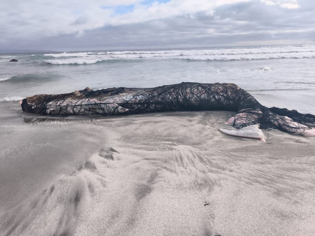 Ejemplar de ballena jorobada varada en las costas de Mejillones tras quedar enmallada en redes de pesca