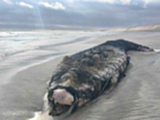 Ejemplar de ballena jorobada varada en las costas de Mejillones tras quedar enmallada en redes de pesca