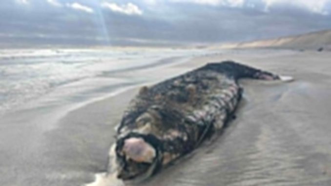 Ejemplar de ballena jorobada varada en las costas de Mejillones tras quedar enmallada en redes de pesca