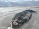 Ejemplar de ballena jorobada varada en las costas de Mejillones tras quedar enmallada en redes de pesca