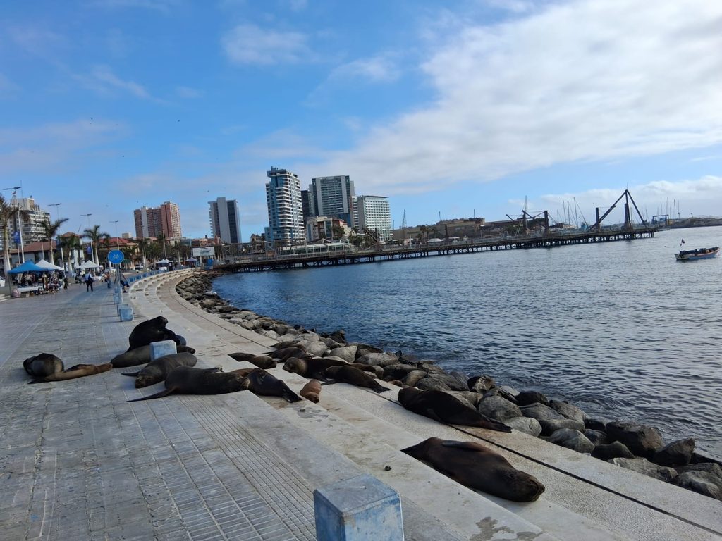 Personal de Sernapesca investigando casos de fauna marina afectada en la costa de Antofagasta