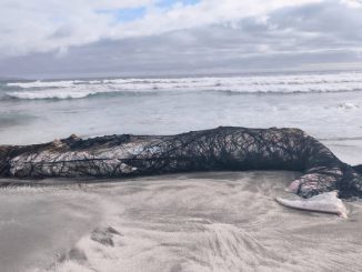 Personal de Sernapesca investigando casos de fauna marina afectada en la costa de Antofagasta