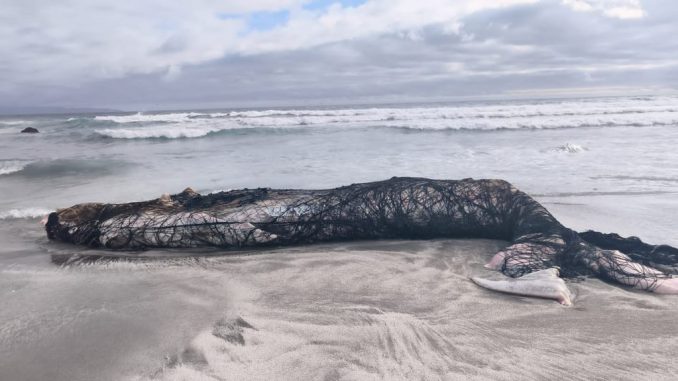 Personal de Sernapesca investigando casos de fauna marina afectada en la costa de Antofagasta