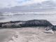 Personal de Sernapesca investigando casos de fauna marina afectada en la costa de Antofagasta