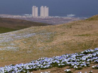 Paisaje del desierto florido en la región de Antofagasta con libros representando el concurso literario