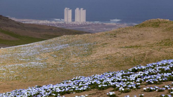 Paisaje del desierto florido en la región de Antofagasta con libros representando el concurso literario