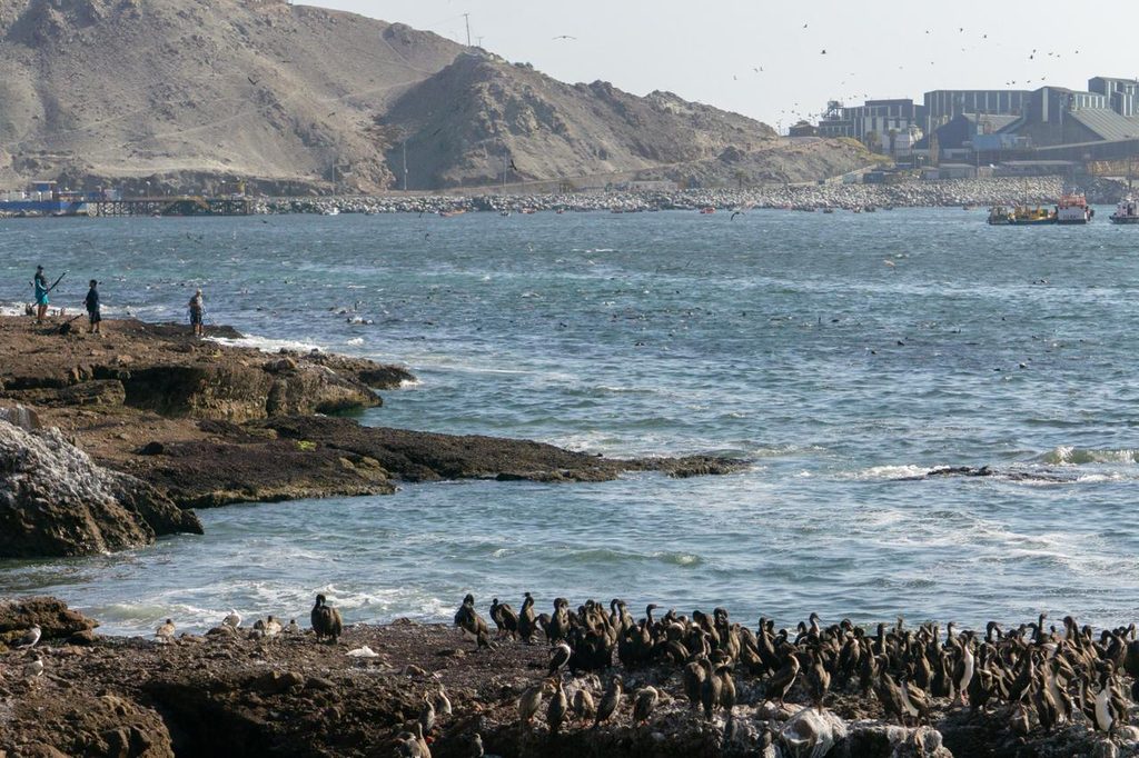 LA FASE CÁLIDA DE EL NIÑO IMPACTARÁ EL FITOPLANCTON, LA FAUNA MARINA Y LOS RECURSOS PESQUEROS Lobos marinos y aves en la costa enfrentando los efectos climáticos del fenómeno El Niño