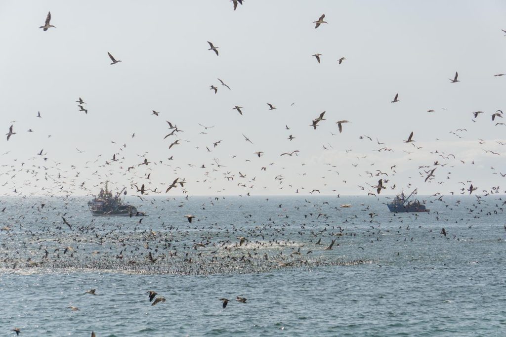 LA FASE CÁLIDA DE EL NIÑO IMPACTARÁ EL FITOPLANCTON, LA FAUNA MARINA Y LOS RECURSOS PESQUEROS Lobos marinos y aves en la costa enfrentando los efectos climáticos del fenómeno El Niño
