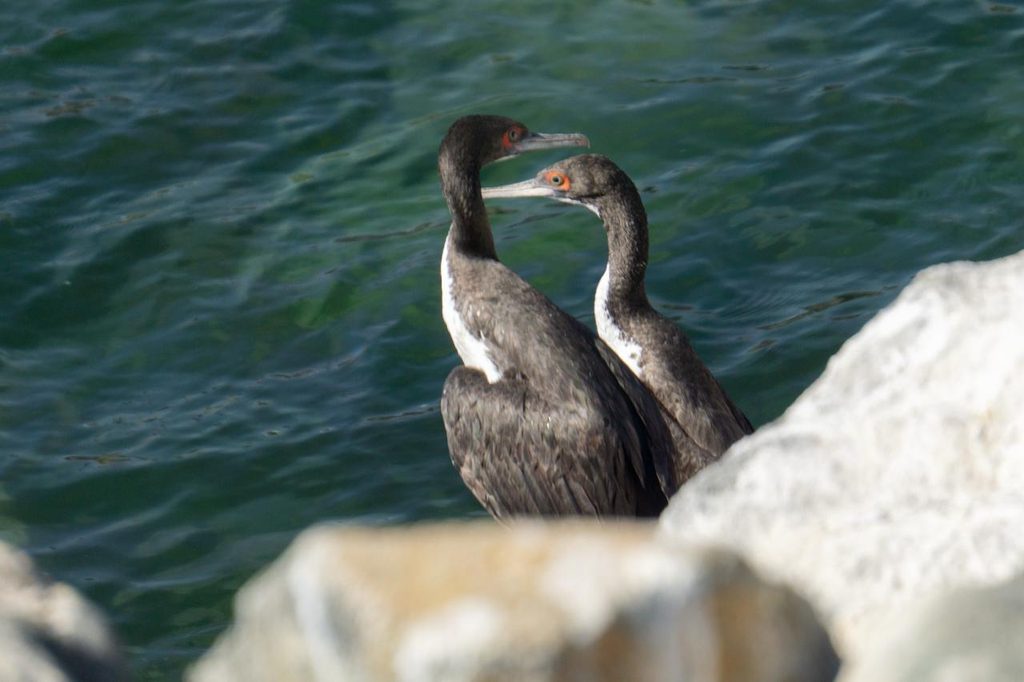 LA FASE CÁLIDA DE EL NIÑO IMPACTARÁ EL FITOPLANCTON, LA FAUNA MARINA Y LOS RECURSOS PESQUEROS Lobos marinos y aves en la costa enfrentando los efectos climáticos del fenómeno El Niño