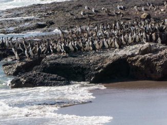 Lobos marinos y aves en la costa enfrentando los efectos climáticos del fenómeno El Niño