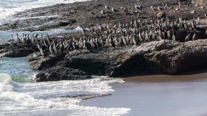 Lobos marinos y aves en la costa enfrentando los efectos climáticos del fenómeno El Niño