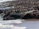 Lobos marinos y aves en la costa enfrentando los efectos climáticos del fenómeno El Niño