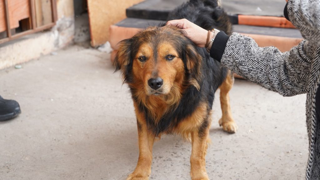 Personal municipal realizando catastro e implantación de microchip a mascotas en Villa El Salar