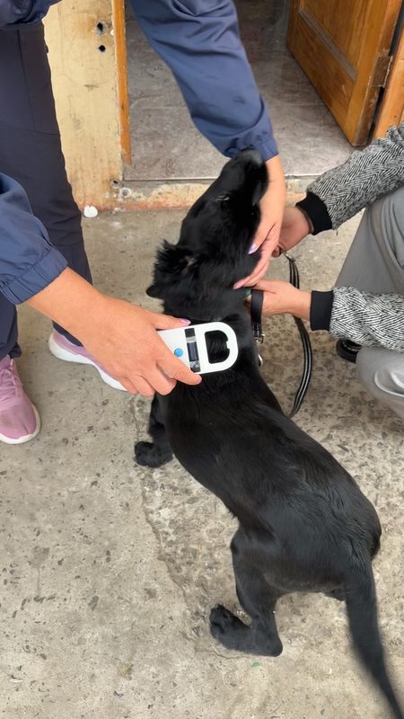 Personal municipal realizando catastro e implantación de microchip a mascotas en Villa El Salar