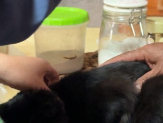 Personal municipal realizando catastro e implantación de microchip a mascotas en Villa El Salar