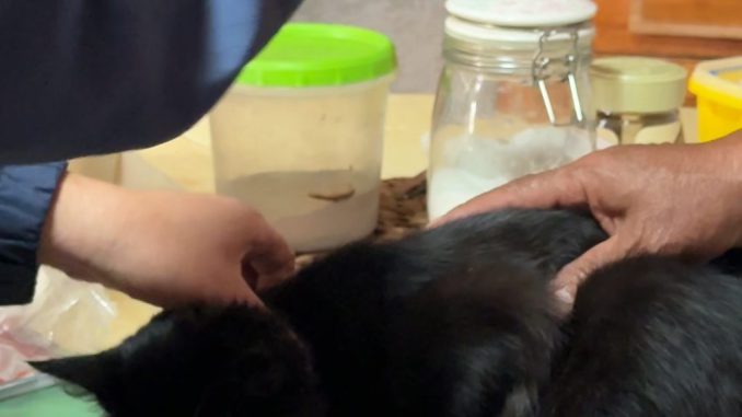 Personal municipal realizando catastro e implantación de microchip a mascotas en Villa El Salar